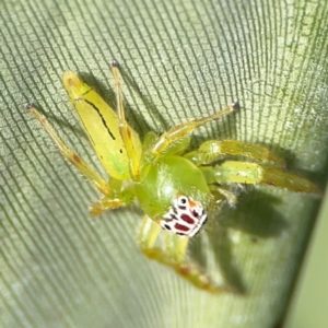 Mopsus mormon at Elanora, QLD - 9 Jun 2024 02:52 PM