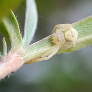 Thomisus spectabilis at O'Reilly, QLD - 10 Jun 2024 07:42 AM