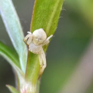 Thomisus spectabilis at O'Reilly, QLD - 10 Jun 2024 07:42 AM
