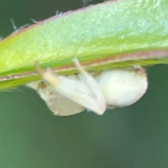 Thomisus spectabilis at O'Reilly, QLD - 10 Jun 2024 07:42 AM