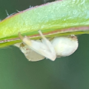 Thomisus spectabilis at O'Reilly, QLD - 10 Jun 2024 07:42 AM