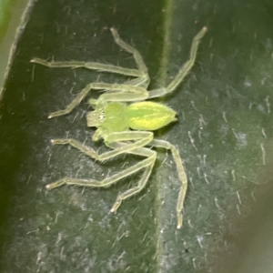 Sparassidae (family) at O'Reilly, QLD - 10 Jun 2024