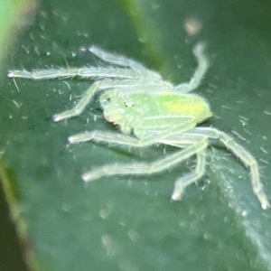 Sparassidae (family) at O'Reilly, QLD - 10 Jun 2024