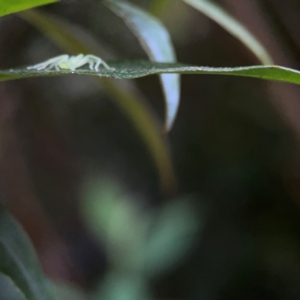 Sparassidae (family) at O'Reilly, QLD - 10 Jun 2024