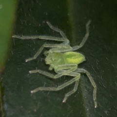 Sparassidae (family) at O'Reilly, QLD - 10 Jun 2024