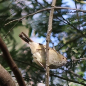 Acanthiza pusilla at Bungonia National Park - 10 Jun 2024