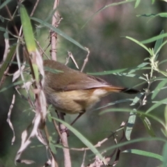 Acanthiza pusilla at Bungonia National Park - 10 Jun 2024 02:12 PM