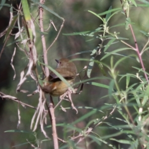 Acanthiza pusilla at Bungonia National Park - 10 Jun 2024