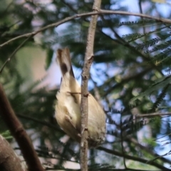 Acanthiza pusilla at Bungonia National Park - 10 Jun 2024