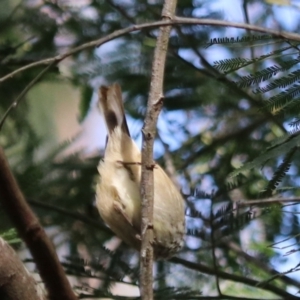 Acanthiza pusilla at Bungonia National Park - 10 Jun 2024