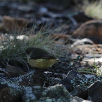 Acanthiza reguloides (Buff-rumped Thornbill) at Bungonia State Conservation Area - 10 Jun 2024 by Rixon