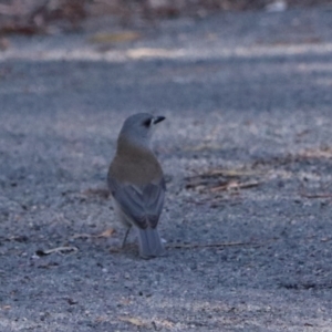 Colluricincla harmonica at Bungonia National Park - 10 Jun 2024