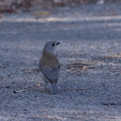 Colluricincla harmonica (Grey Shrikethrush) at Bungonia National Park - 10 Jun 2024 by Rixon