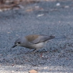 Colluricincla harmonica at Bungonia National Park - 10 Jun 2024