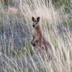 Unidentified Kangaroo or Wallaby at Chilla Well, NT - 23 May 2024 by Darcy