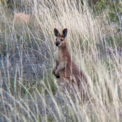 Osphranter robustus erubescens (Euro) at Chilla Well, NT - 23 May 2024 by Darcy