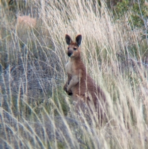 Osphranter robustus erubescens at Chilla Well, NT - 23 May 2024