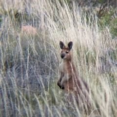 Osphranter robustus erubescens at Chilla Well, NT - 23 May 2024