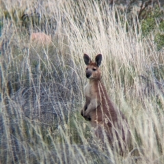 Osphranter robustus erubescens at Chilla Well, NT - 23 May 2024