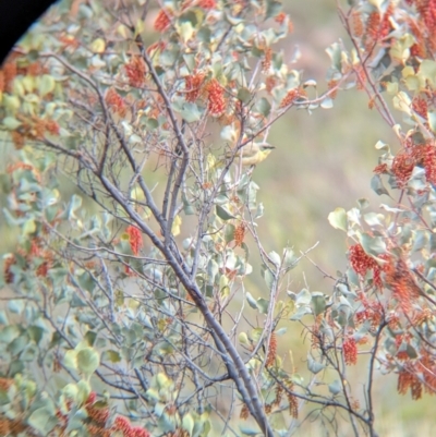 Ptilotula keartlandi (Grey-headed Honeyeater) at suppressed - 23 May 2024 by Darcy