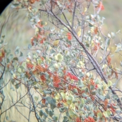 Ptilotula keartlandi at Chilla Well, NT - suppressed