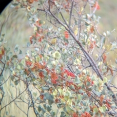 Ptilotula keartlandi at Chilla Well, NT - 23 May 2024