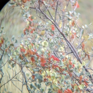 Ptilotula keartlandi at Chilla Well, NT - suppressed