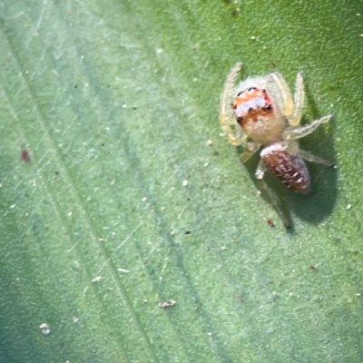 Opisthoncus sp. (genus) (Opisthoncus jumping spider) at O'Reilly, QLD - 10 Jun 2024 by Hejor1