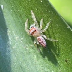 Opisthoncus sp. (genus) at O'Reilly, QLD - 10 Jun 2024 12:56 PM