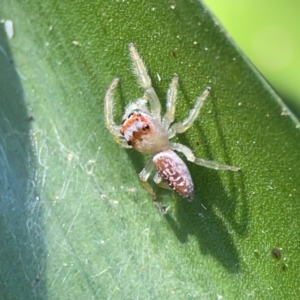 Opisthoncus sp. (genus) at O'Reilly, QLD - 10 Jun 2024 12:56 PM