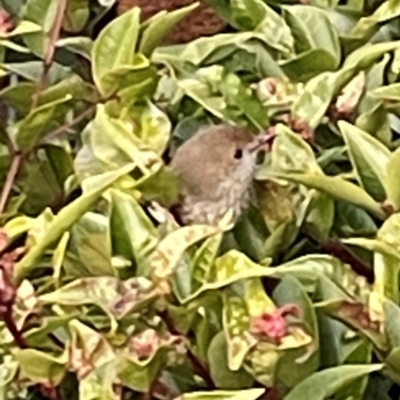 Acanthiza pusilla (Brown Thornbill) at O'Reilly, QLD - 10 Jun 2024 by Hejor1