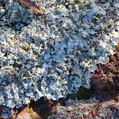 Xanthoparmelia sp. (Rock-shield lichen (foliose lichen)) at Mount Rogers - 10 Jun 2024 by WalkYonder