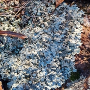 Xanthoparmelia sp. at Mount Rogers - 10 Jun 2024