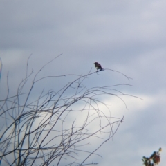 Sugomel nigrum (Black Honeyeater) at Chilla Well, NT - 23 May 2024 by Darcy