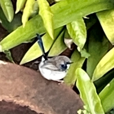 Malurus cyaneus (Superb Fairywren) at O'Reilly, QLD - 10 Jun 2024 by Hejor1