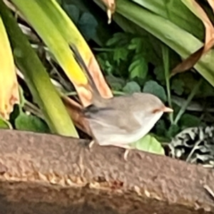 Malurus cyaneus at O'Reilly, QLD - 10 Jun 2024