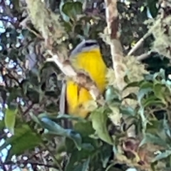 Eopsaltria australis (Eastern Yellow Robin) at O'Reilly, QLD - 10 Jun 2024 by Hejor1