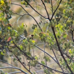 Amytornis purnelli (Dusky Grasswren) at Chilla Well, NT - 23 May 2024 by Darcy