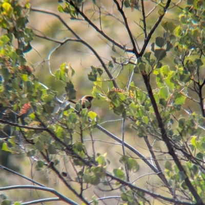Amytornis purnelli (Dusky Grasswren) at Newhaven Wildlife Sanctuary - 23 May 2024 by Darcy