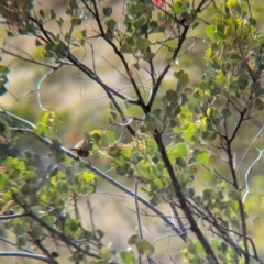 Amytornis purnelli at Chilla Well, NT - 23 May 2024