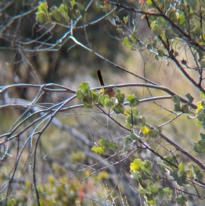 Amytornis purnelli at Chilla Well, NT - 23 May 2024