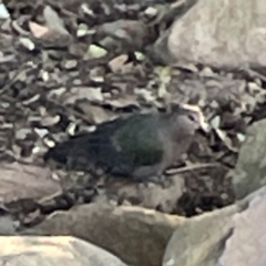 Chalcophaps longirostris (Pacific Emerald Dove) at O'Reilly, QLD - 10 Jun 2024 by Hejor1