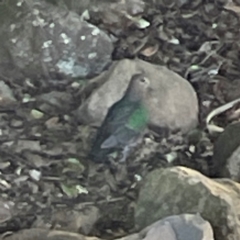 Chalcophaps longirostris at O'Reilly, QLD - 10 Jun 2024 02:16 PM