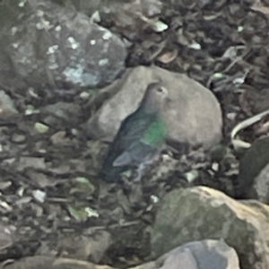 Chalcophaps longirostris at O'Reilly, QLD - 10 Jun 2024