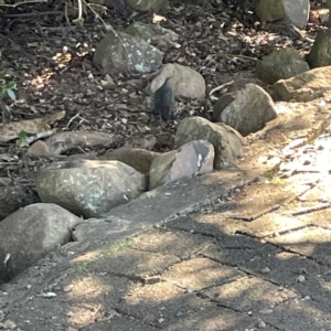 Chalcophaps longirostris at O'Reilly, QLD - 10 Jun 2024 02:16 PM