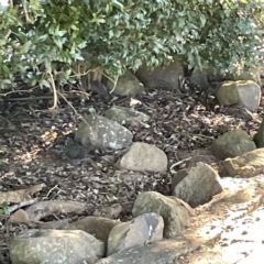 Chalcophaps longirostris at O'Reilly, QLD - 10 Jun 2024 02:16 PM