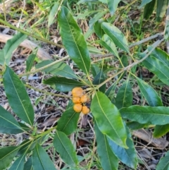 Pittosporum undulatum (Sweet Pittosporum) at Mount Rogers - 10 Jun 2024 by WalkYonder