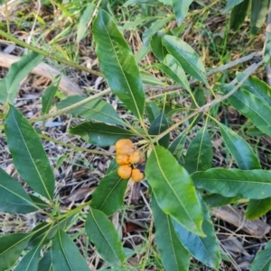 Pittosporum undulatum at Mount Rogers - 10 Jun 2024 01:52 PM