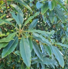 Pittosporum undulatum at Mount Rogers - 10 Jun 2024 01:52 PM