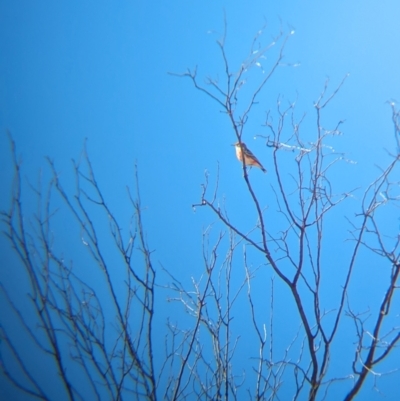 Epthianura tricolor (Crimson Chat) at Newhaven Wildlife Sanctuary - 23 May 2024 by Darcy